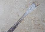 Hibolithes sp. (MONTFORT 1808) - Bild &copy; FossNet FossilienStore